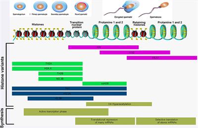 Sperm Functional Genome Associated With Bull Fertility